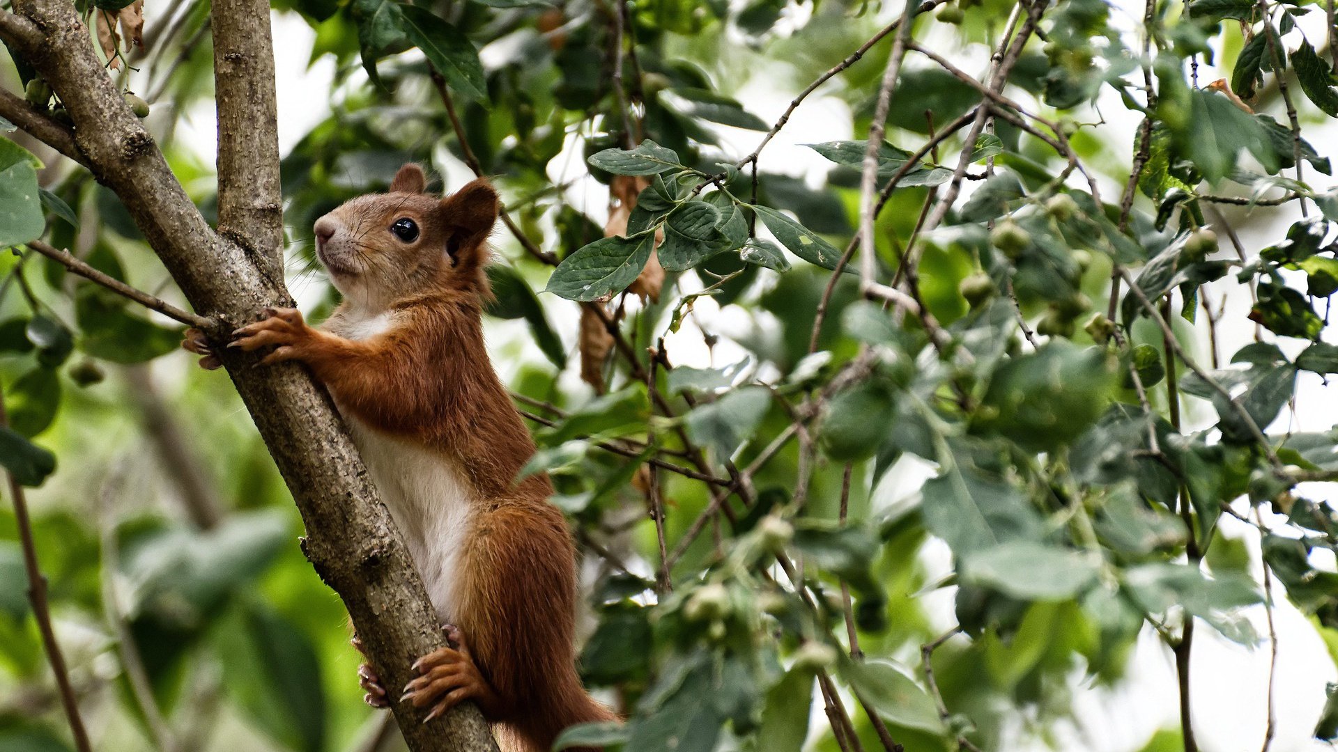当文艺复兴的火焰点燃球场，佛罗伦萨的战术遗产与孔德的决胜时刻