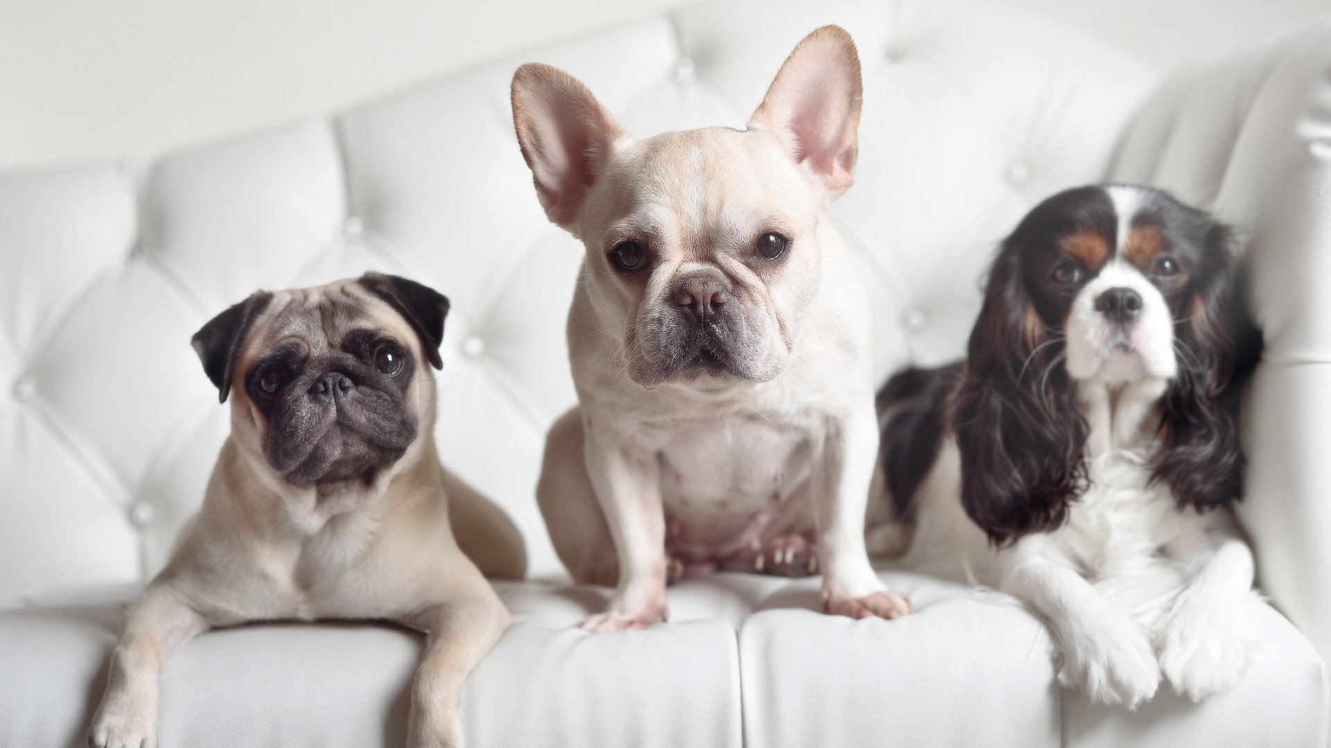 新星闪耀，加维点燃绿茵，沙特与澳大利亚的青春对决