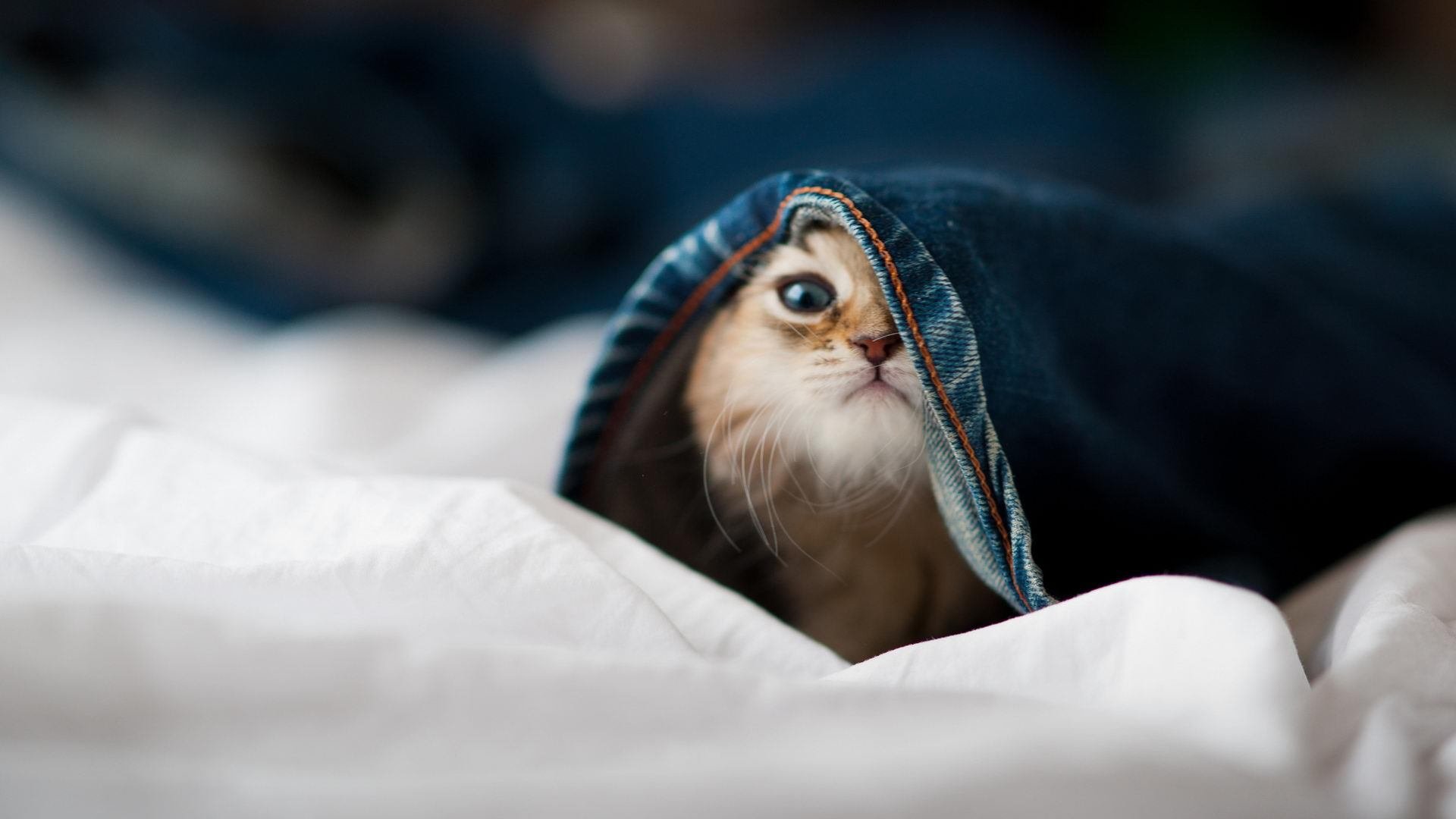 石油铁骑碾碎绅士童话，楚阿梅尼展现巨星价值