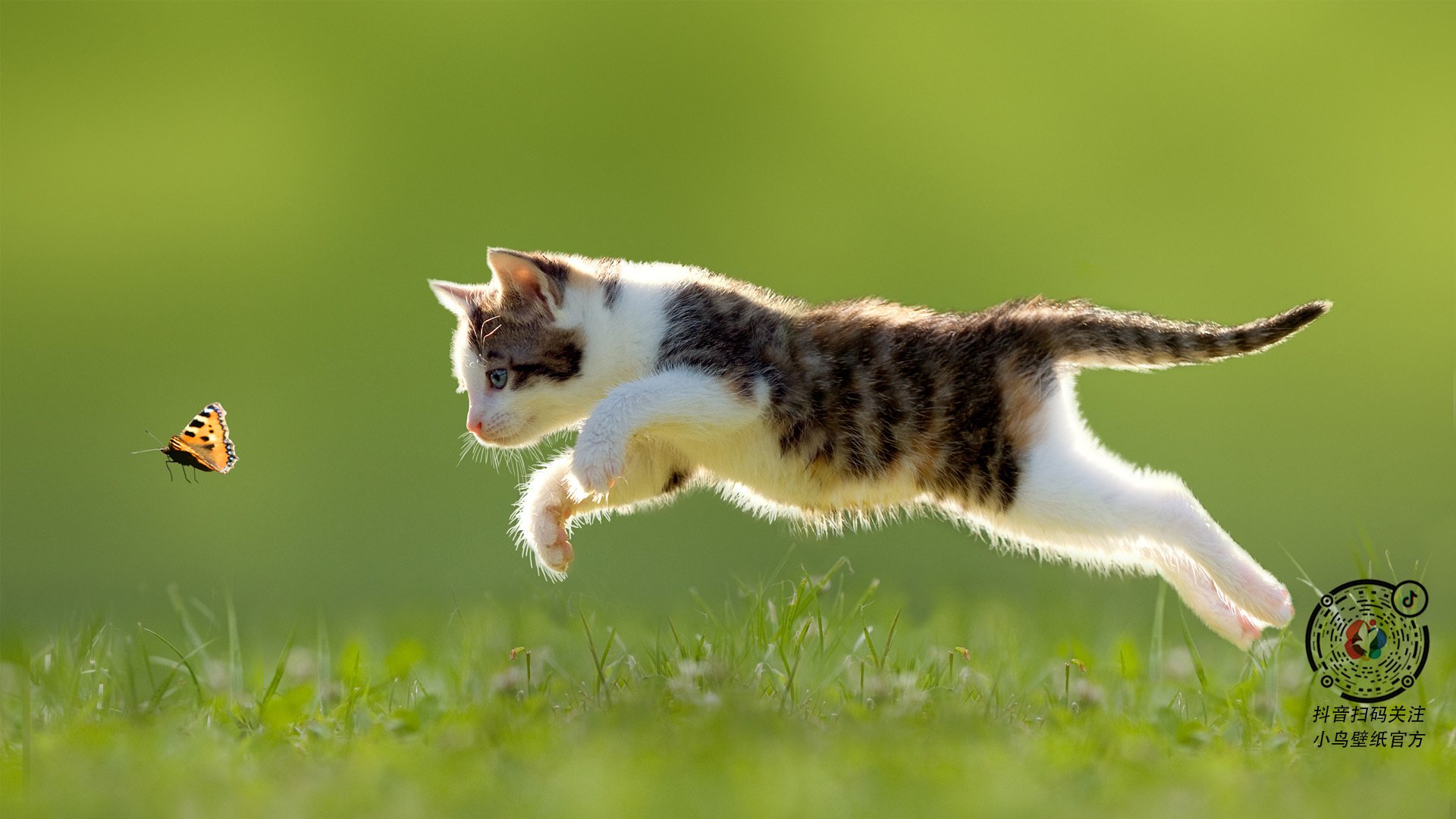 当非洲鼓点遇见郁金香风暴，克瓦拉茨赫利亚的生涯之夜