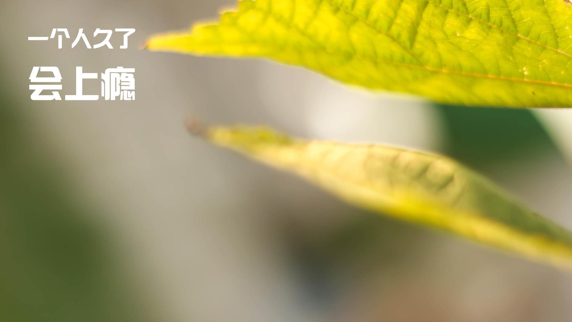 开云下载-芝加哥公牛加时险胜雄鹿，东决焦点战惊心动魄