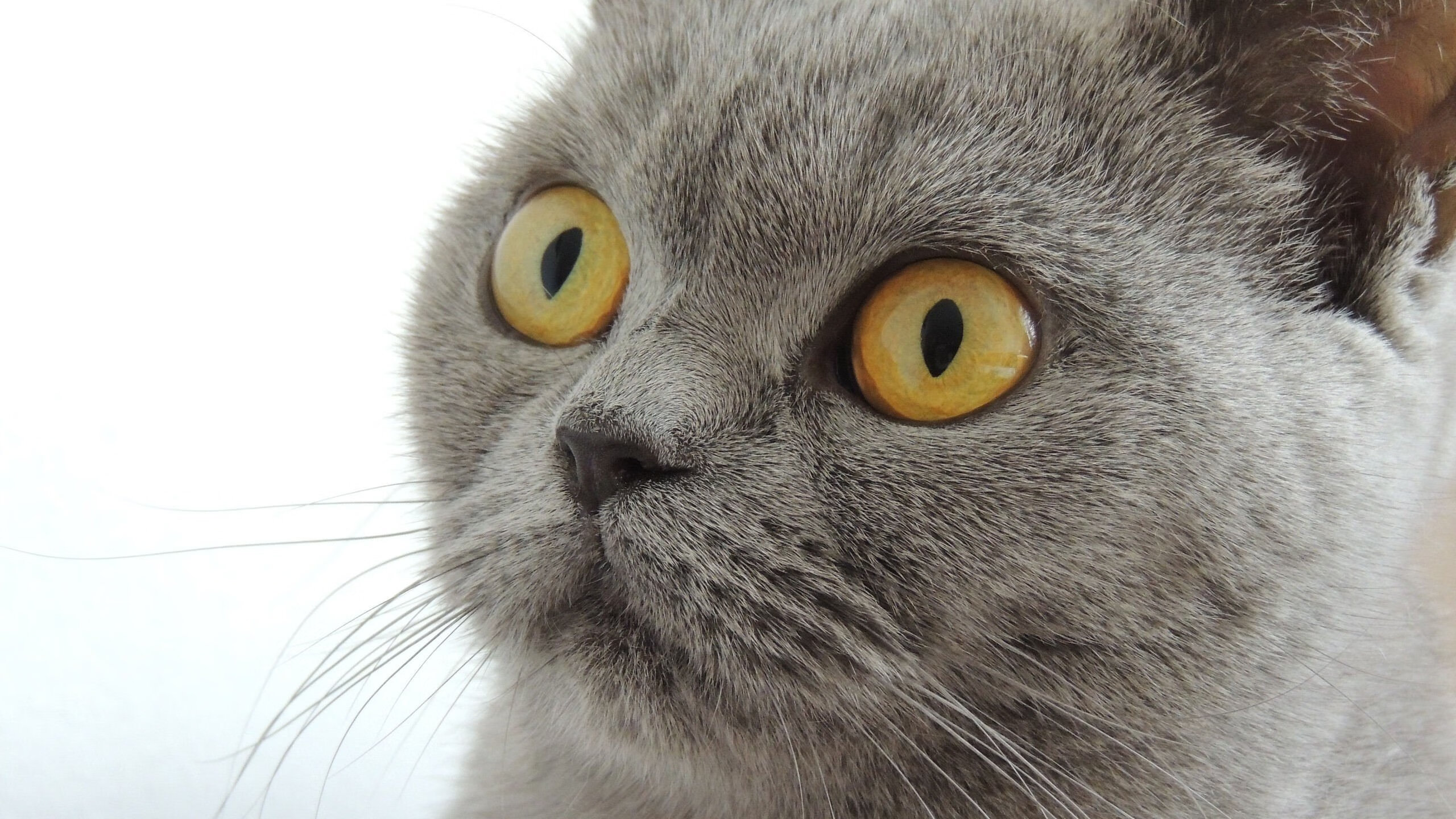 开云体育中国-绝境传奇，绿茵与硬木的隔空交响