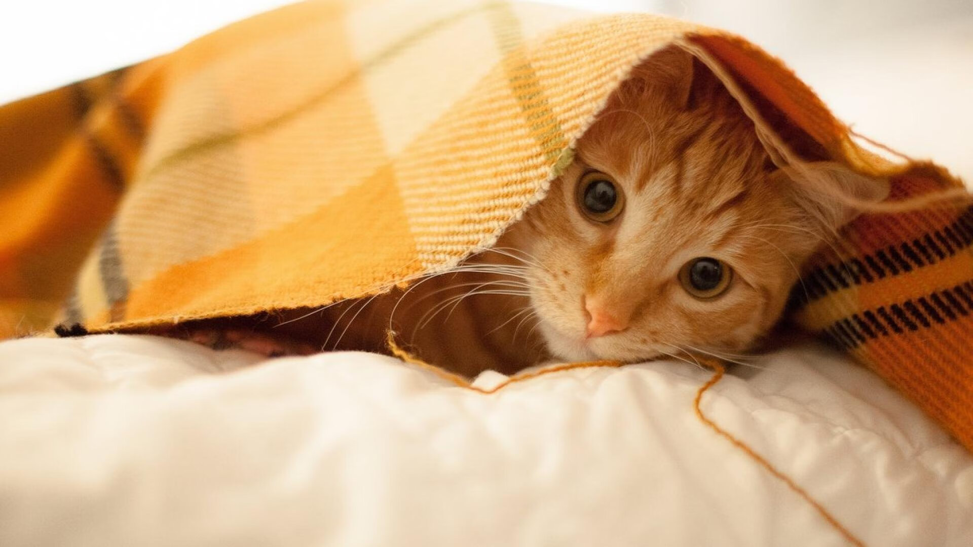 开云体育入口-焦点战双星闪耀，范弗利特自证价值，凯尔特人碾压太阳展冠军相