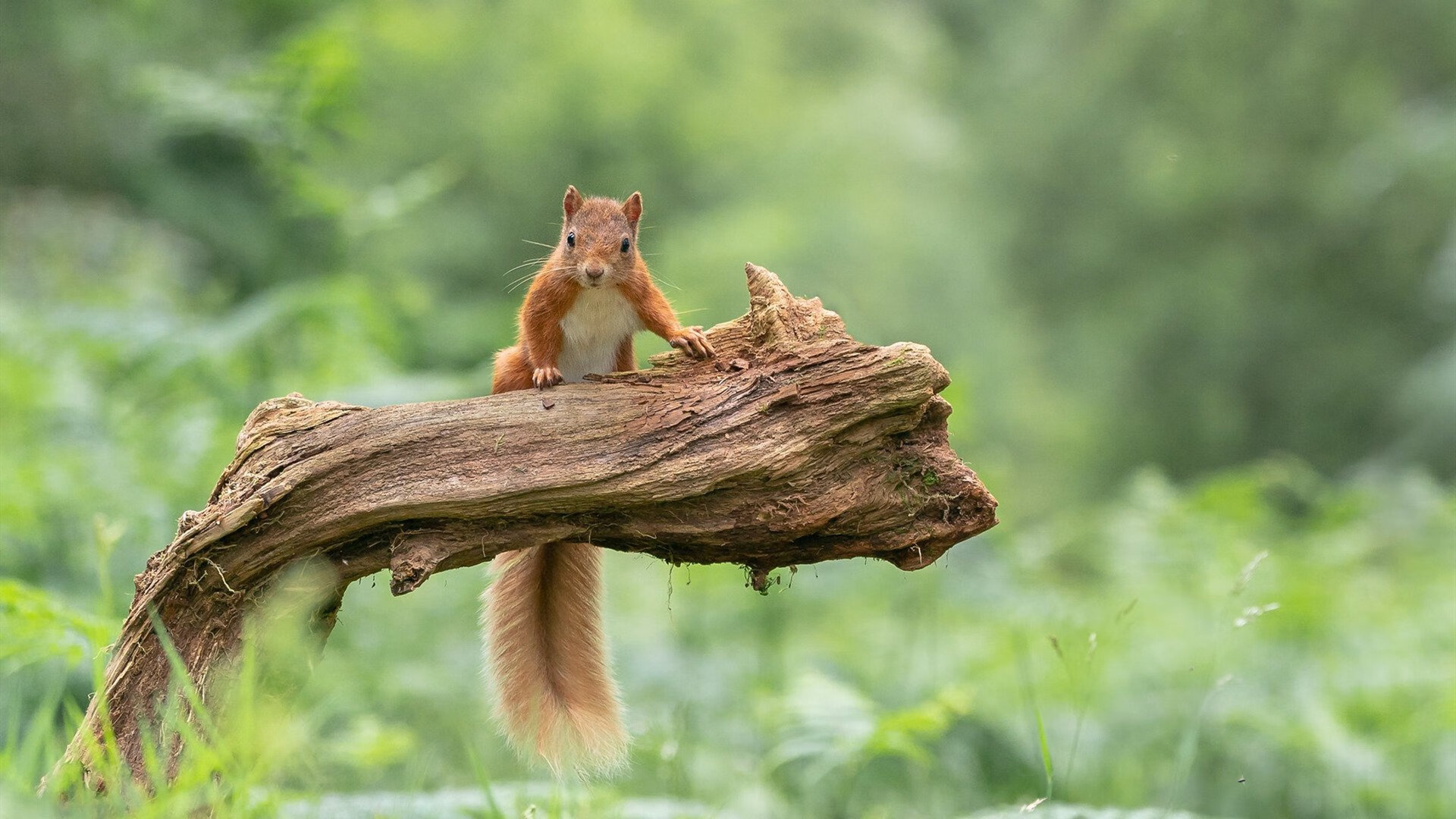 开云APP-决胜末节，F1街道赛生死战与森林狼的第四节魔法