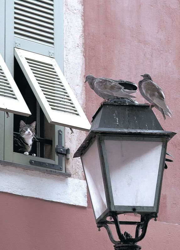 开云体育官方网站-防守的艺术与逆转的激情，德里赫特锁死对手，阿尔及利亚逆转爱尔兰