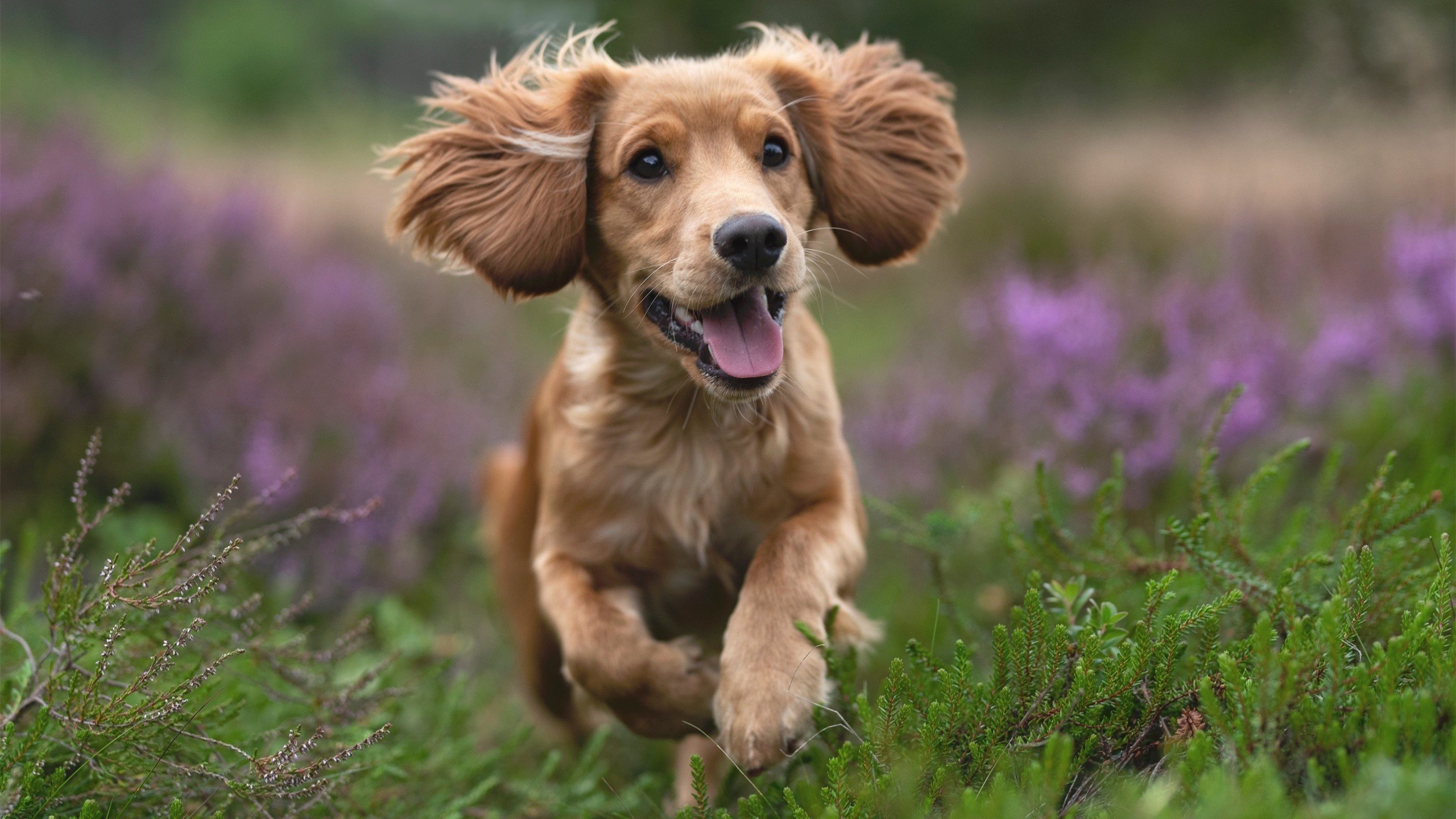 亚洲荣耀，突尼斯用铁血教会喀麦隆敬畏，黄喜灿抢七夜证明东方不屈魂