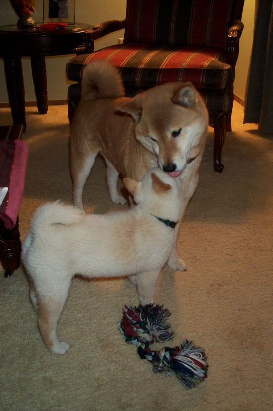 开云平台-绿茵棋局，喀麦隆的压制力与姆巴佩式的稳定算法