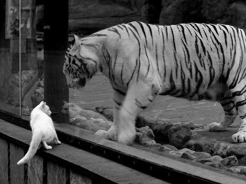 巴尔韦德君临绿茵，乌拉圭的胜利，一个人的战争