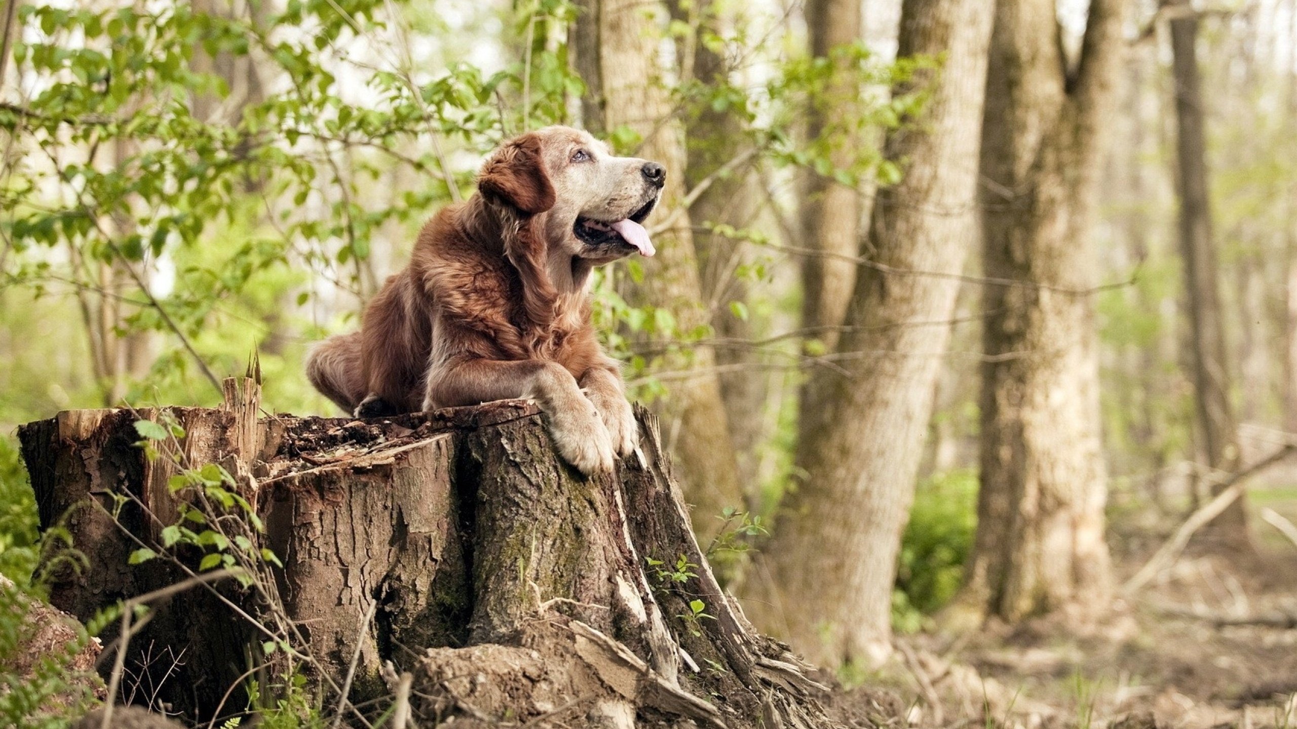 双城记，马克西孤星闪耀时，爵士洪流吞没熊
