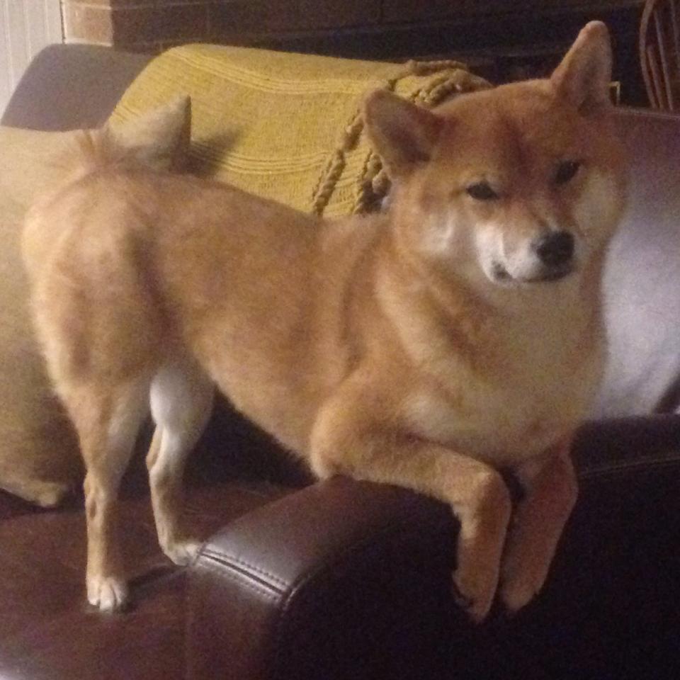 开云体育中国-金州风暴席卷东方，库里末节狂飙终结上海滩血战