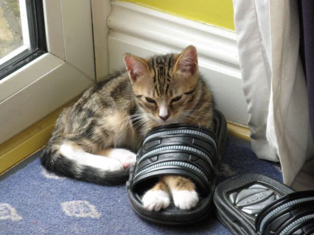 热火鏖战凯尔特人，小贾伦定鼎乾坤