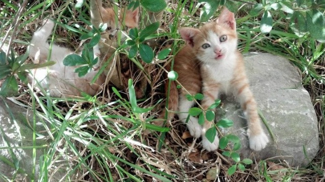 狂飙！阿圭罗无解输出，巴西被一人支配的比赛之夜