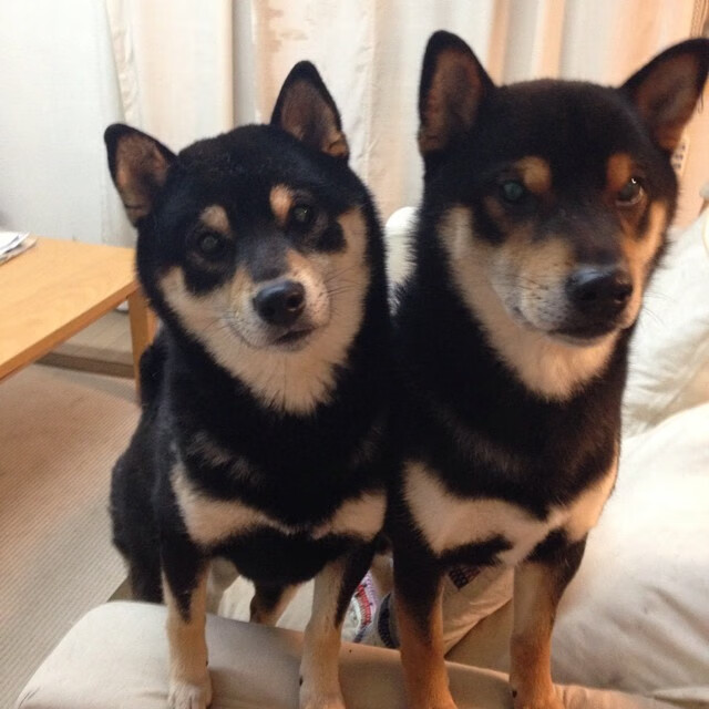 撕裂之夜，当布伦森的锋芒刺破洛杉矶的傲慢，深圳男篮让世界看见东方力量