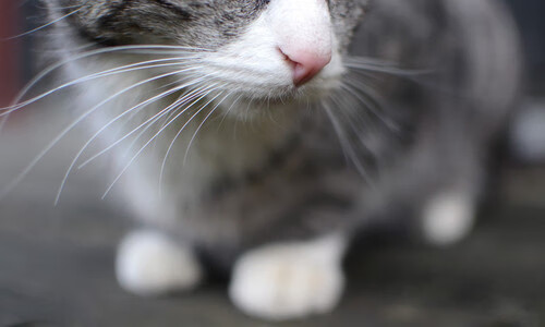 开云体育APP下载-门将的战争，从库尔图瓦的教科书到希腊神话的冷门公式