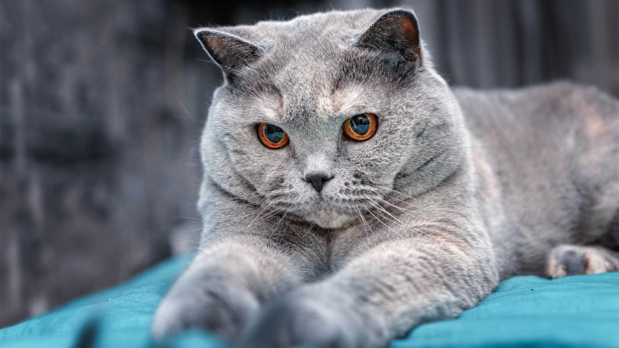 厄德高撕裂那不勒斯式防线，委内瑞拉南美魔力难敌北欧冰霜