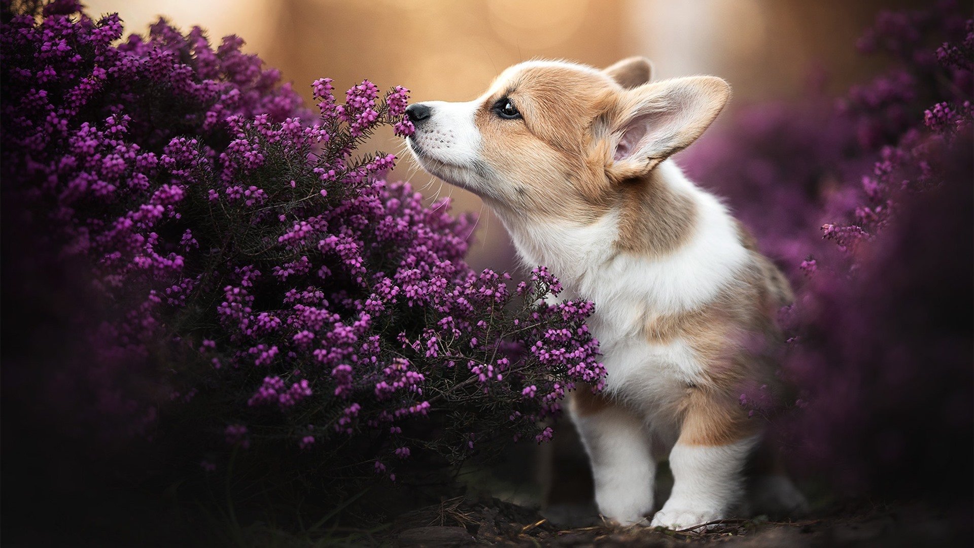 三分绝境,三秒重生,拉文璀璨之夜难阻深圳队奇迹逆转