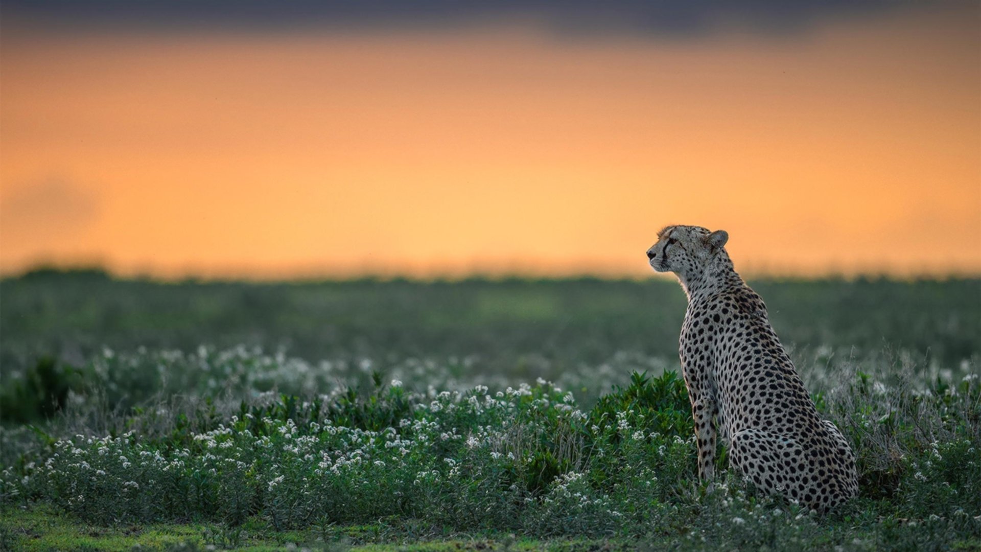 开云体育平台APP-引爆巴黎之约，卡马文加爆发，委内瑞拉决胜局彰显绿茵魔力