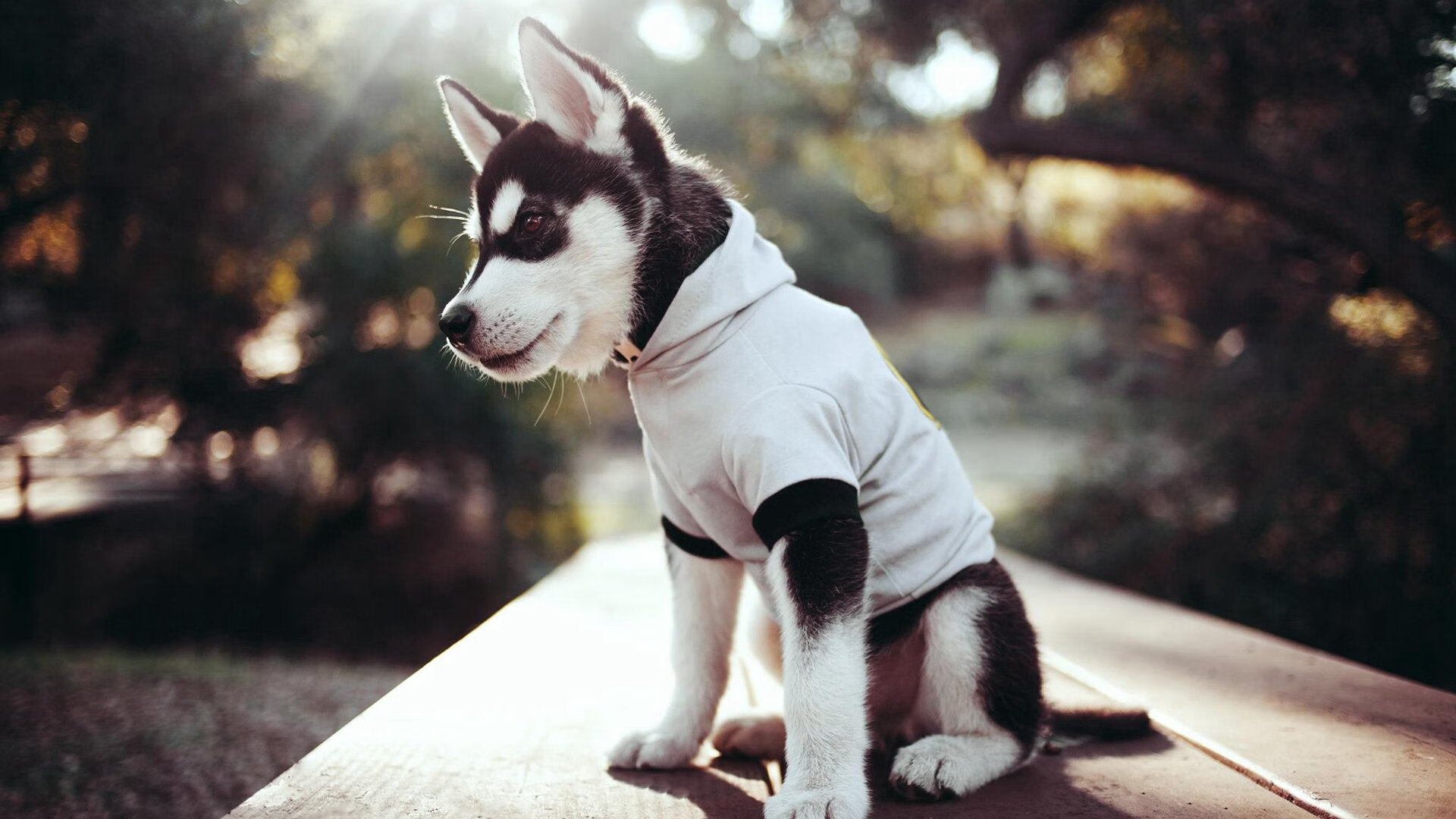 开云平台-哈兰德临危救主化身关键先生，马赛主场碾压牙买加显强队风范