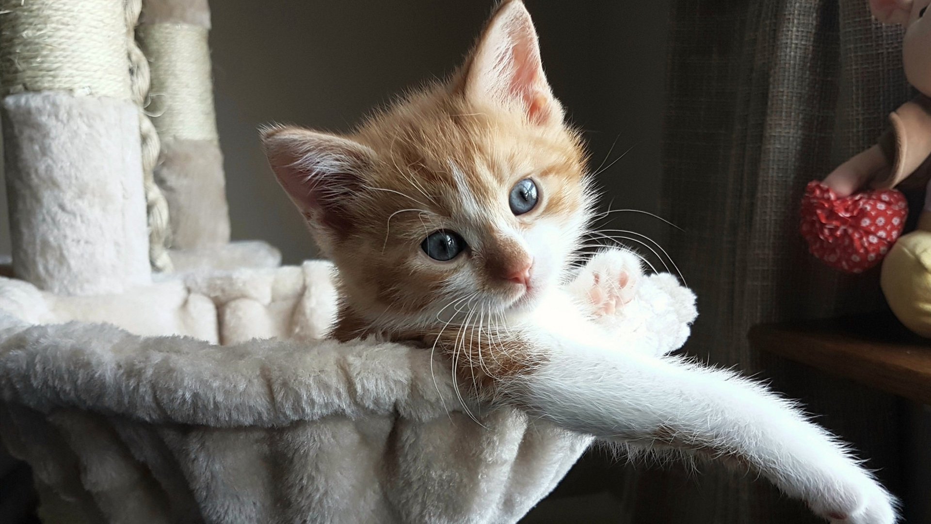 开云体育在线-福克斯，聚光灯下的刺客，老鹰逆袭热火的冷血引擎