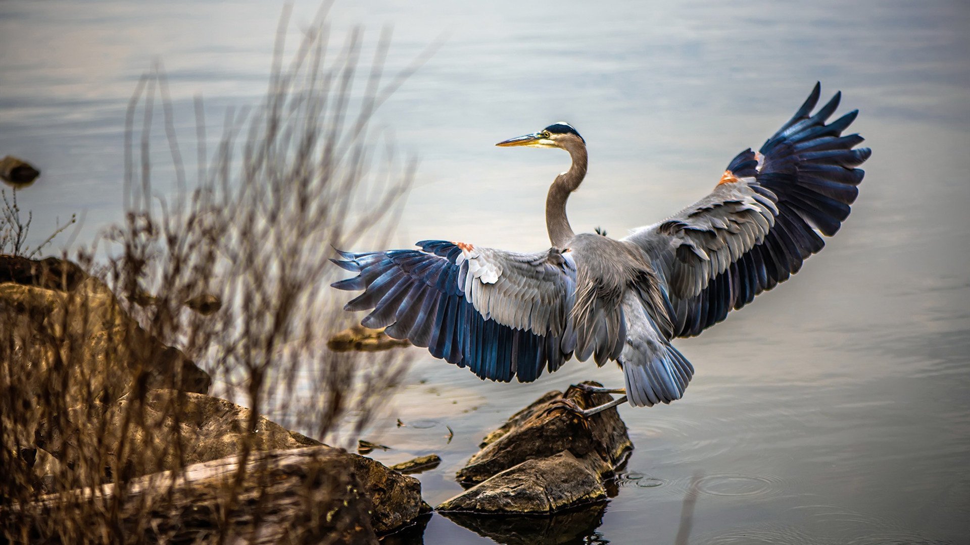 冰与火之歌，当欧冠铁血流入北美丛林—写在猛龙与骑士的史诗对决前