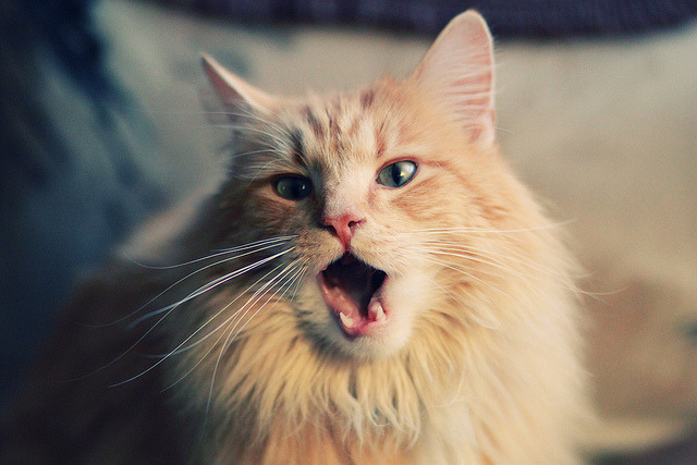 开云APP-欧冠半决赛的北欧风暴，挪威加时鏖战力克卡塔尔新贵