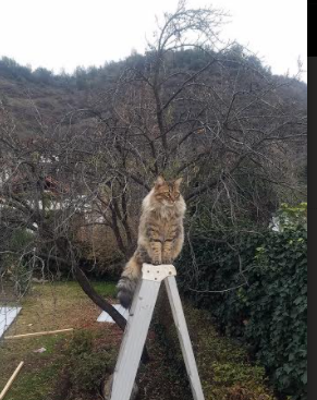 霍勒迪利刃出鞘！76人主场大捷鹈鹕，关键先生展现全能统治力