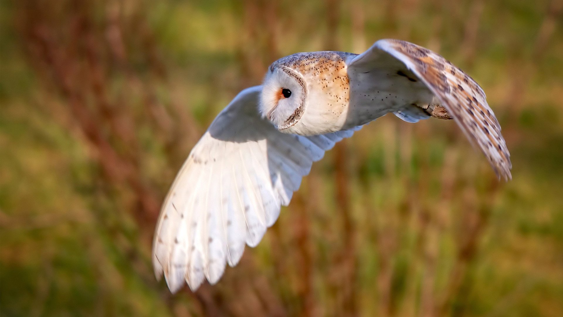 开云APP-绿茵场上的骑士，当欧冠的钢铁意志强压雷霆风暴