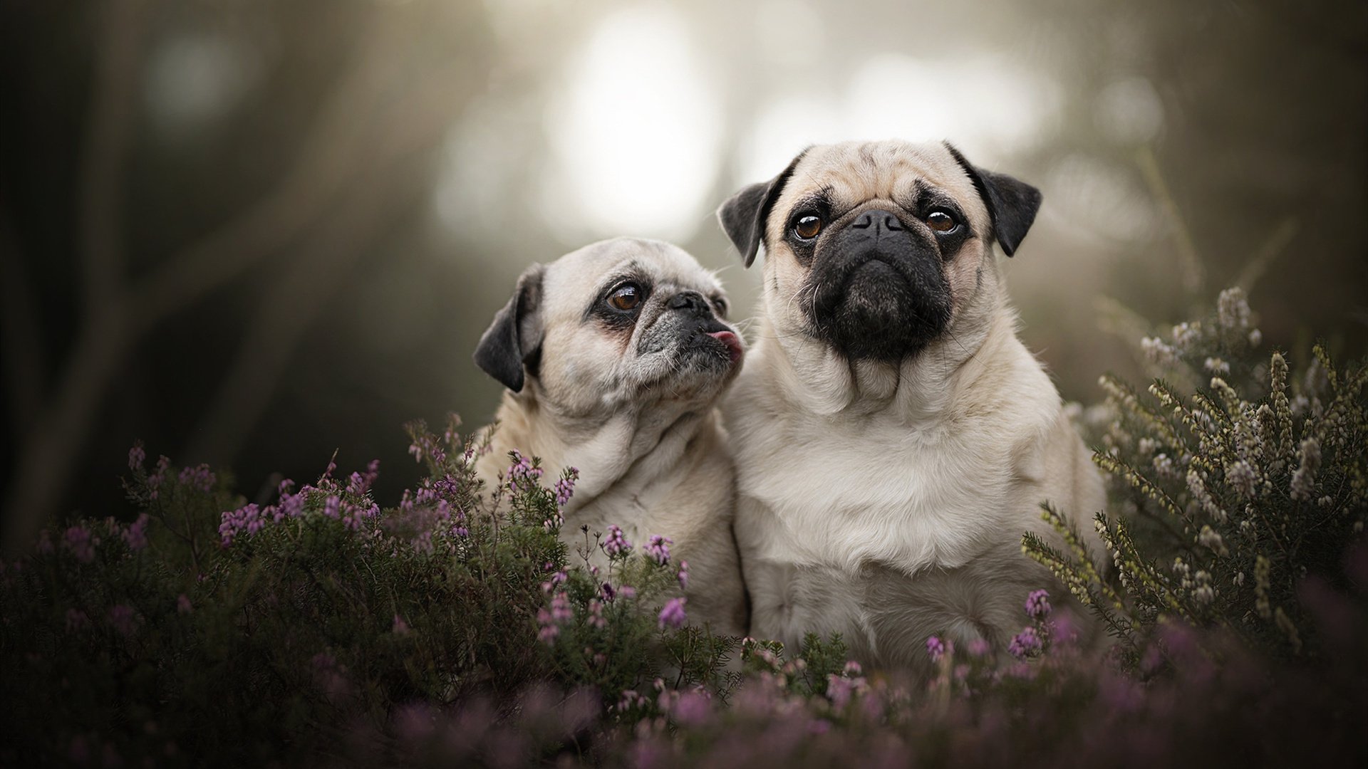 开云APP-切特掌控比赛走势，76人客场力克太阳