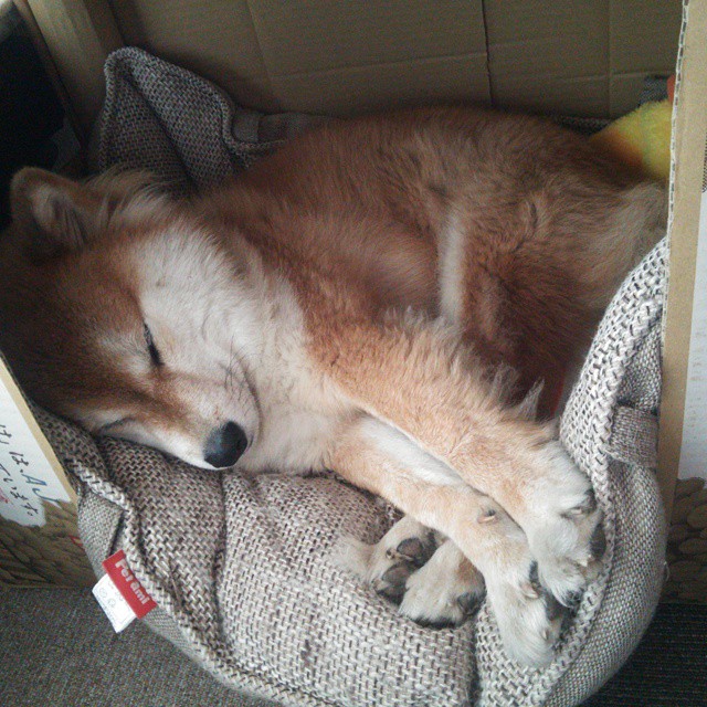 欧冠烽火中的北非铁骑，梅西一箭穿心，那不勒斯跨越阿尔及利亚壁垒