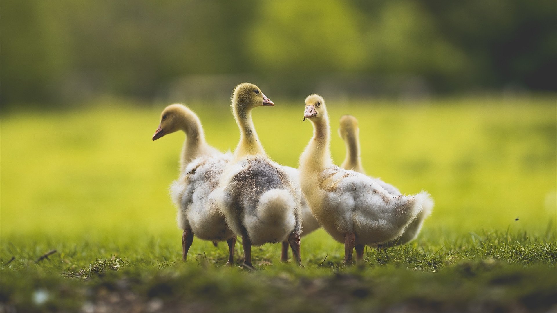 开云体育APP下载-破茧成蝶，恩佐生涯之夜，照亮年度焦点之战