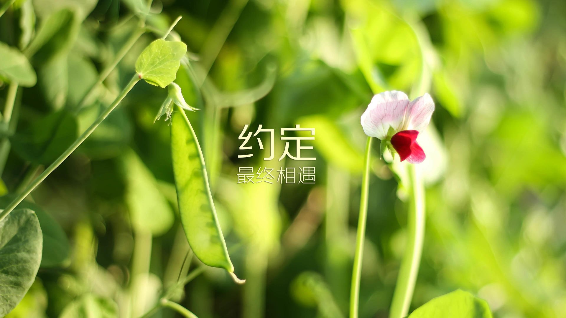 开云体育app-北欧风暴席卷澳洲，哈兰德两射一传，保加利亚碾压澳大利亚锁定E组头名